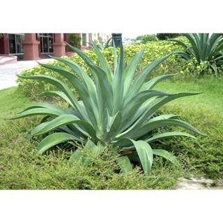 cây dứa cảnh nam mỹ ( CÂY GIỐNG CÓ BẦU ĐẤT)