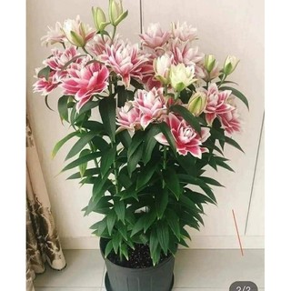 Củ hoa ly kép, ly cao thơm Hà Lan