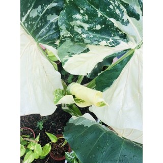 Alocasia Macrorrhiza Variegata ( củ ráy đột biến)