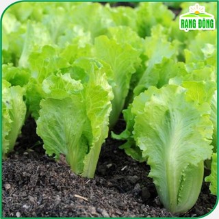 Hạt giống Xà Lách Rado Cao Sản 357 trồng quanh năm, nhanh thu hoạch