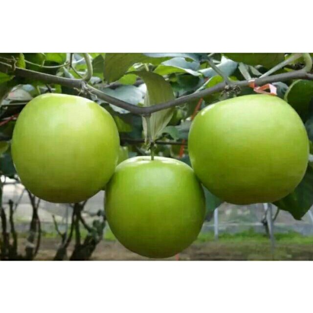 CÂY GIỐNG TÁO THÁI LAN SIÊU TRÁI - CÂY GHÉP NHANH CHO TRÁI