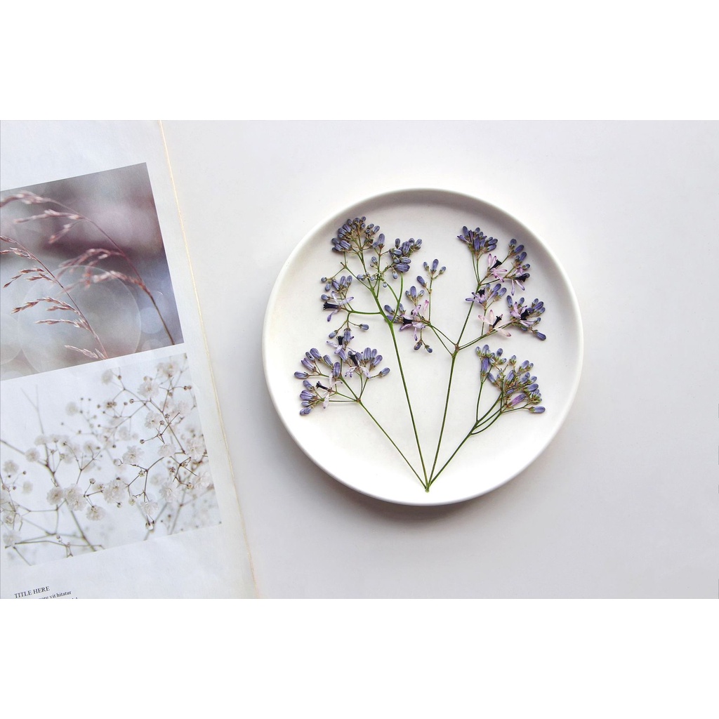 Melia azedarach branches Hoa Khô Dập Nổi Hình Lá Khô Trang Trí Sách / Khung Ảnh diy