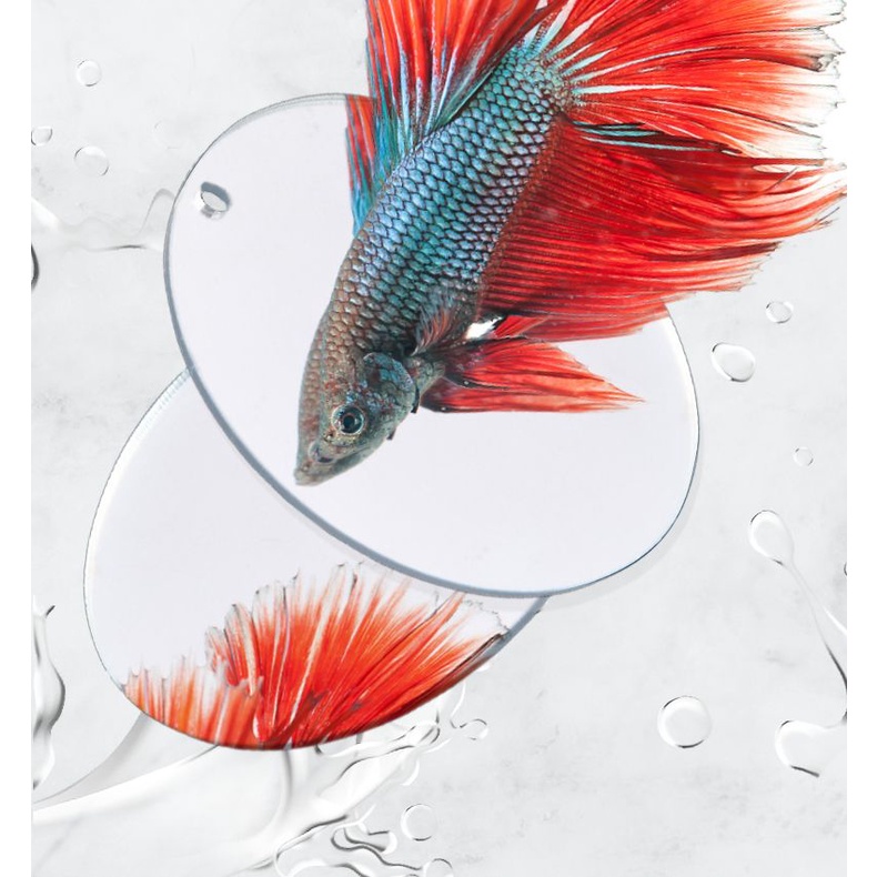 Gương tập luyện douyu Thái Lan gương ngoài bóng nổi đặc biệt đồ trang trí bể cá nhỏ cảnh quan cá dài