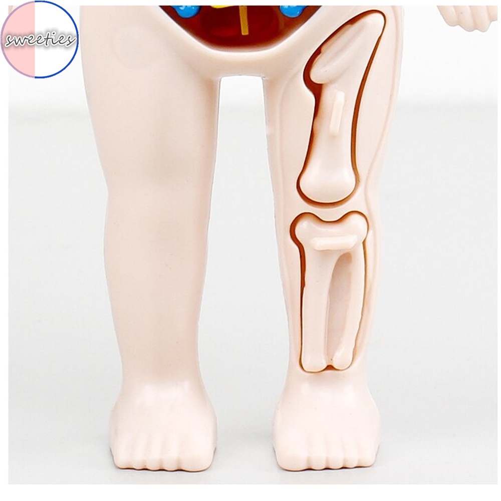 Mô Hình Cơ Quan Người diy Giáo Dục Khoa Học Cho Bé
