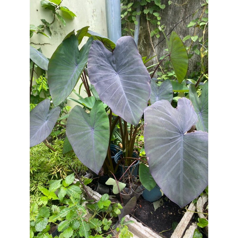 Cây Giống Môn Đen