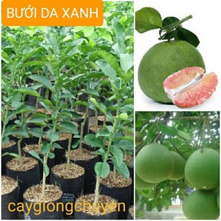 Giống cây bưởi da xanh không hạt - hạt giống tốt