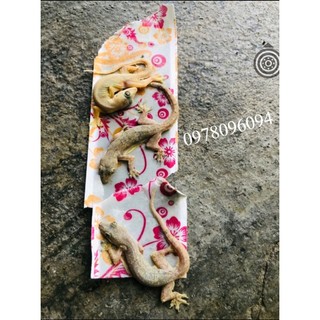 10 miếng keo bẫy thằn lằn bẫy ruồi keo dính thạch sùng tắc kè keo dính thằn lằn bắt hết thằn lằn nhà nuôi yến