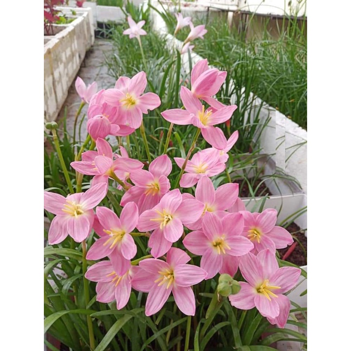 Củ hoa huệ mưa ngoại siêu hoa Úc,Thái Lan nhiều màu, size hoa_Củ tóc tiên ngoại siêu dễ sống hoa chuẩn vào tết 2024