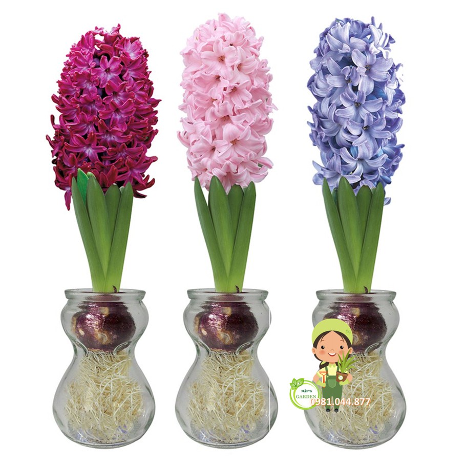 Combo 10 củ hoa tiên ông