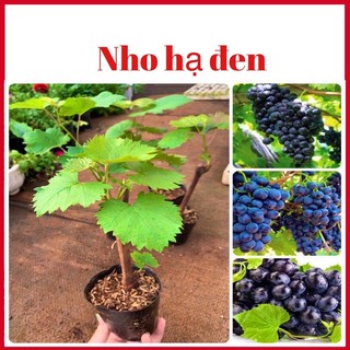 Cây nho hạ đen trồng được cả 3 miền - Cây Giống Tốt