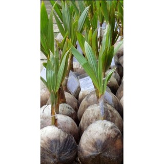 Cây dừa xiêm dứa lùn- dừa dứa thái lan giống bến tre