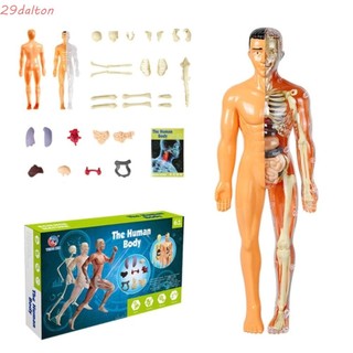 Dalton bộ đồ chơi lắp ráp mô hình cơ thể người 3d cho bé