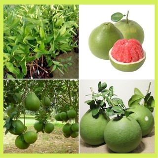 Cây giống bưởi da xanh ruột hồng cho năng suất cao. - Cây Giống Tốt