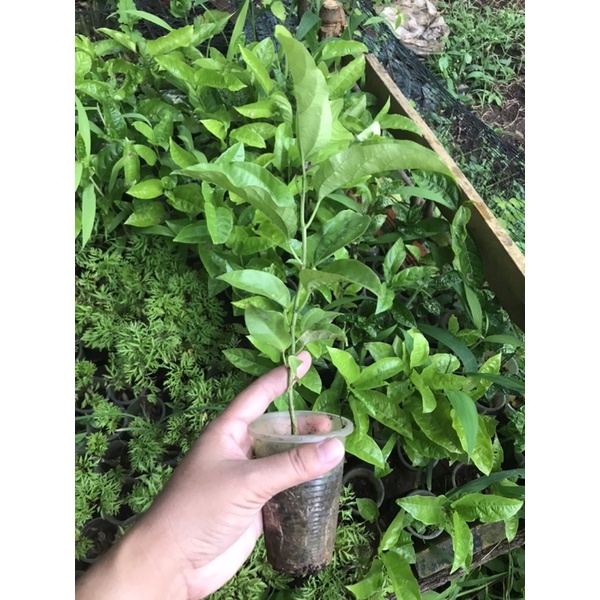 Cây giống chanh leo tím - Cây Giống Tốt