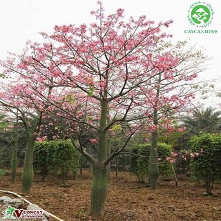 Cây mỹ nhân giống cao 40-50 cm . _cây giống chuẩn