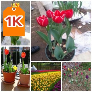 Củ hoa Tulip Hà lan 20 ngày cho hoa