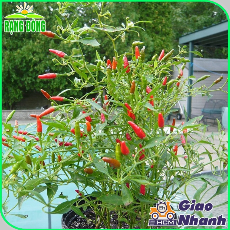 Hạt giống Ớt Xiêm Rừng siêu cay 377, trái say, trồng quanh năm