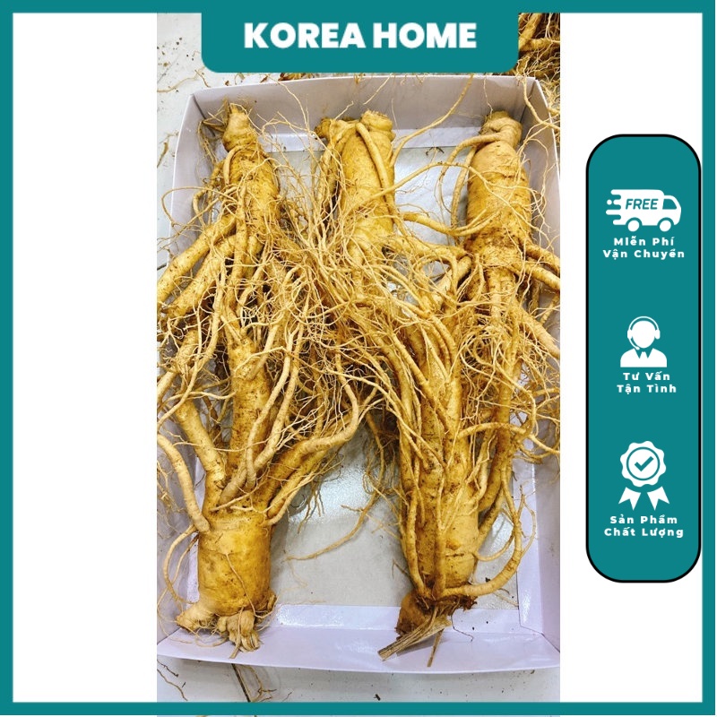 Sâm Tươi Hàn Quốc 5 củ /1kg