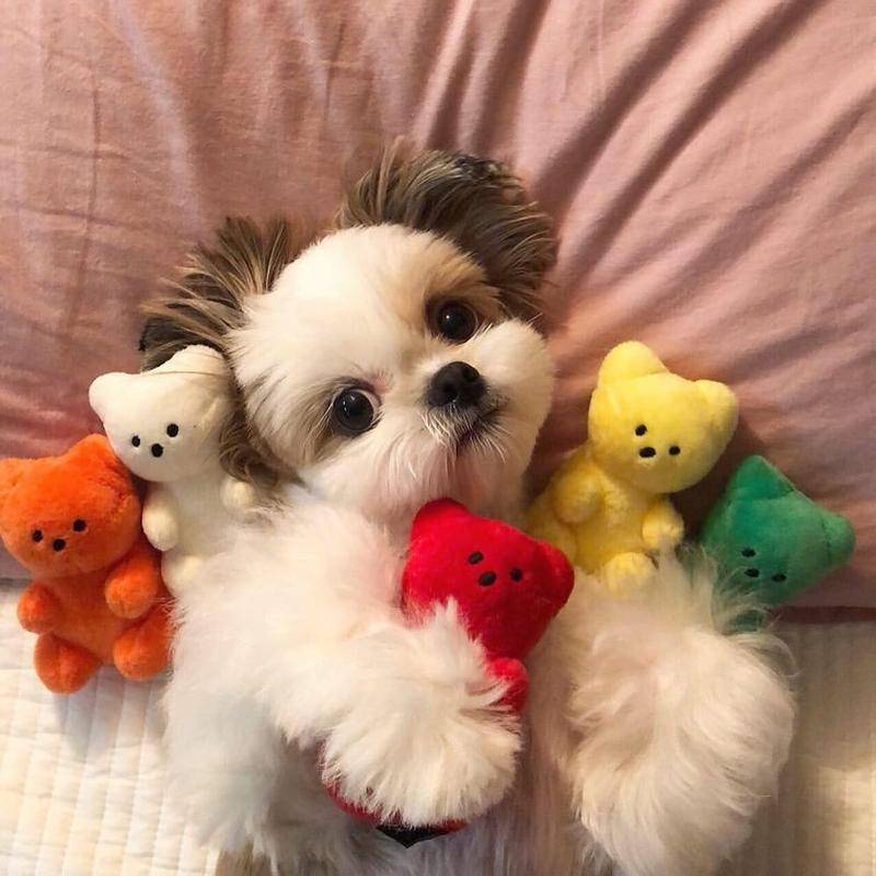 Đồ Chơi Gặm Nhấm Răng Hình Gấu Giáng Sinh Cho Thú Cưng
