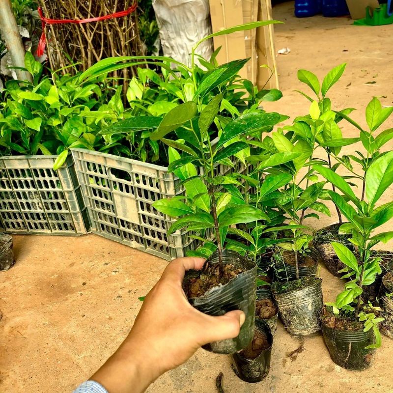 CÂY GIỐNG HỒNG ĐEN SÔCÔLA - Cây Giống Tốt