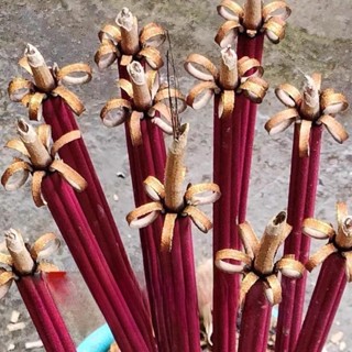 Combo 2 túi nhang thơm nở hoa phú quý đầy ý nghĩa cho nơi thờ cúng ấm cúng an lành hcom165