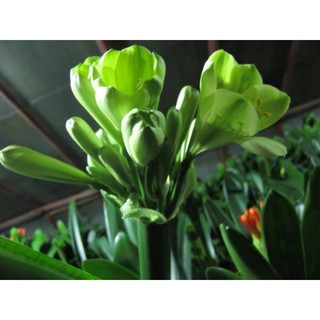 Củ hoa lan quân tử - Củ Giống Tốt