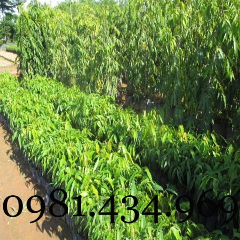 Xịn-Combo 02c ây Hoàng Nam  cao 40cm Mới chuẩn