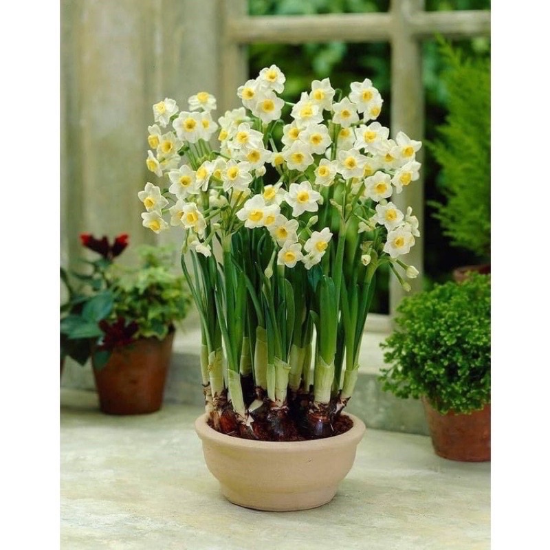 Củ hoa thủy tiên nước HOA Tết - Củ Giống Tốt