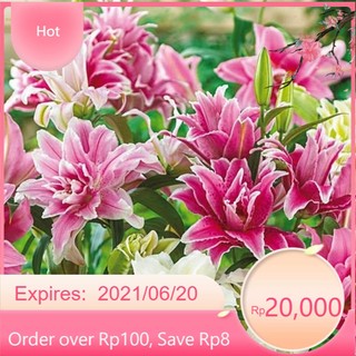 Củ hoa ly cao kép chuẩn hà lan size to 16-18 sau 20 ngày có hoa