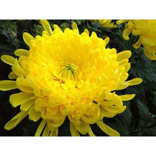 Hạt giống cúc kim cương vàng