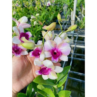 Denro mắt rồng bông to mặt hoa cực đẹp đang nụ