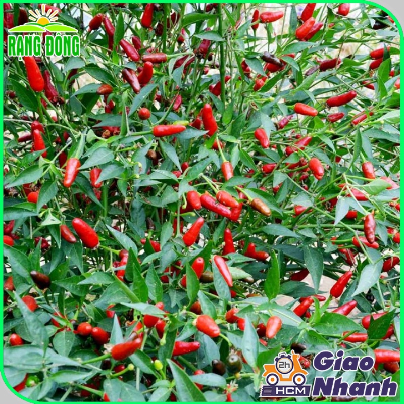 Hạt giống Ớt Xiêm Rừng siêu cay 377, trái say, trồng quanh năm