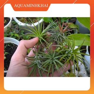 Cây Không Khí - set bình terrarium, gắn lũa, đá hồ bán cạn