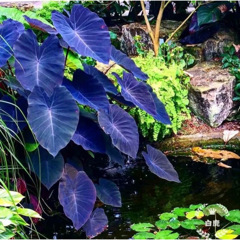 Cây môn đen colocasia black magic