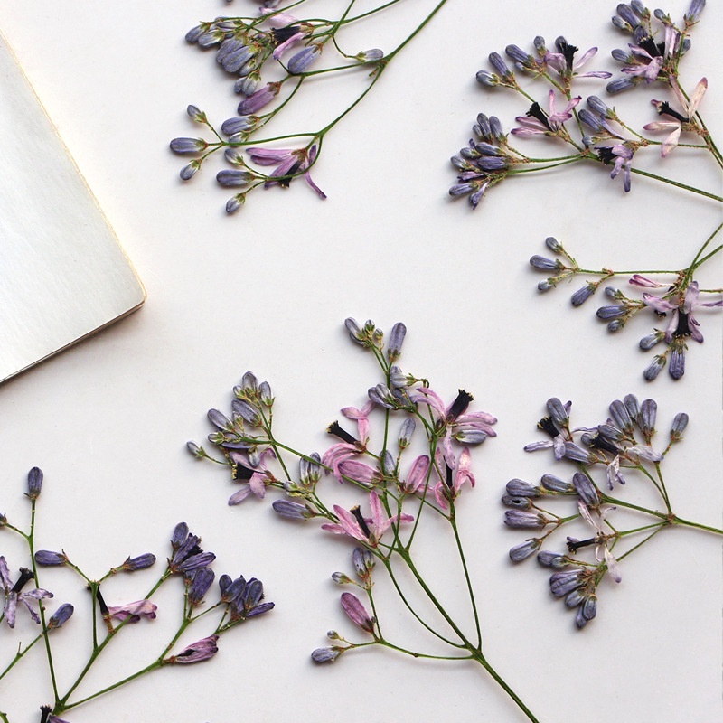 Melia azedarach branches Hoa Khô Dập Nổi Hình Lá Khô Trang Trí Sách / Khung Ảnh diy