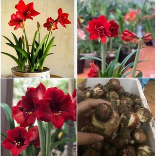Củ giống hoa lan huệ tây hoa màu đỏ nhung - Củ Giống Chuẩn