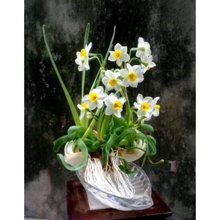 Củ giống hoa thủy tiên( củ nhỏ củ giống) - Củ Giống Chuẩn