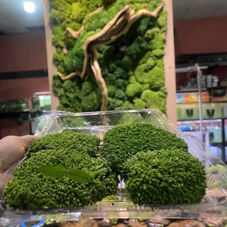 Rêu bảo tồn-rêu không cần chăm sóc- rêu trang trí -tranh rêu-rêu decor
