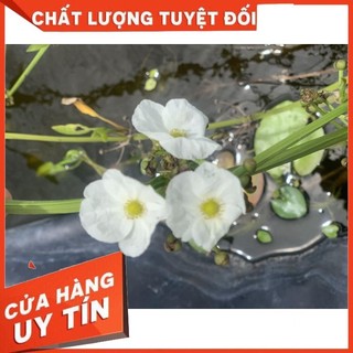 2 Cây bách thuỷ tiên cây có rễ nhiều nhánh, dễ trồng không cần co2