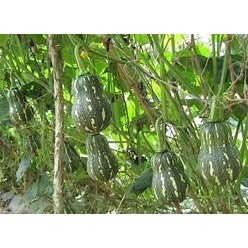 20 Hạt giống Bí siêu quả ( bí hồ  ăn Ngọn Giòn Ngọt Đậm Đà Gieo Trồng Quanh Năm Trồng Đất, Chậu Làm Giàn