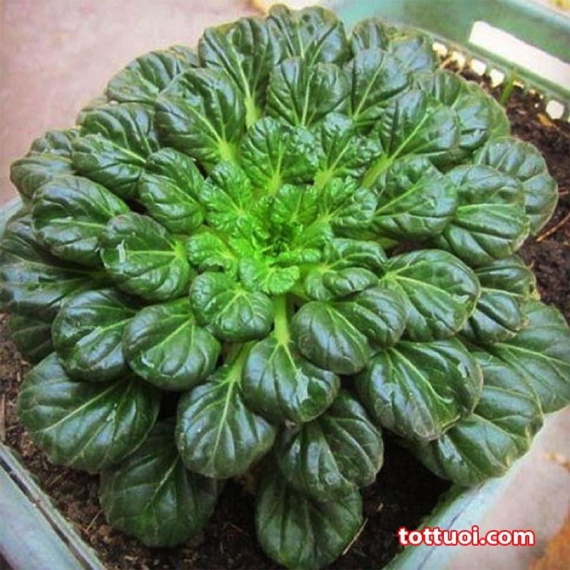 Combo 5cây giống cải hoa hồng Tatsoi