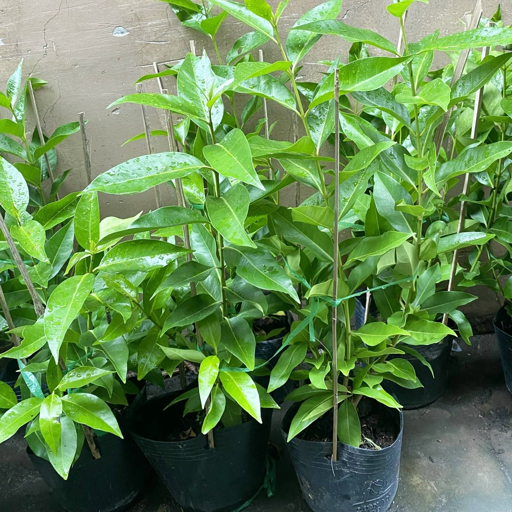 Cây Vối Nếp giống cao 59-60cm  Hạt Giống Phân Bón Mầm Xinh xương rồng