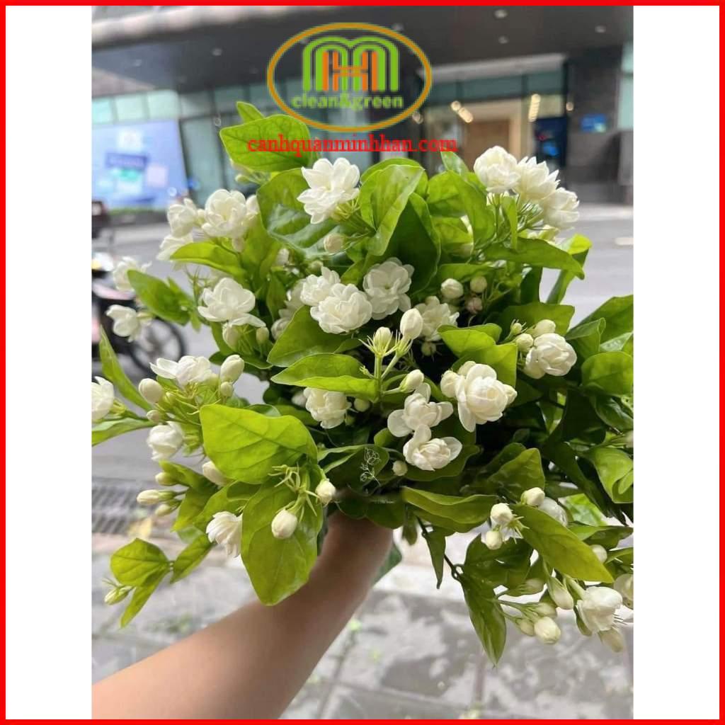 Cây hoa lài ta nhài trà thơm cao 25-30cm đang hoa tặng kèm phân bón cho 1 tháng Minh Hân Garden