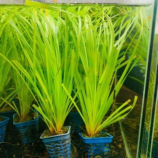 Cỏ Narong - Cây thủy sinh