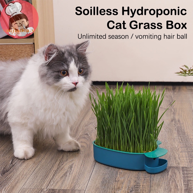 Yanca Hộp Gieo Hạt Trồng Cây Cỏ Mèo Thiết Kế Hình Tam Giác Có Thể Tái Sử Dụng vn