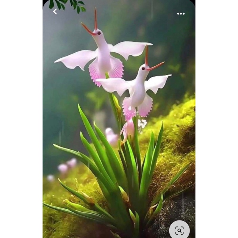 Hạt hoa Hạc Hải âu - Hạt Giống Tốt