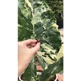 Alocasia Macrorrhiza Variegata ( củ ráy đột biến)