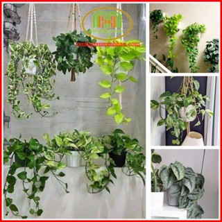 Cây trầu bà thanh lọc không khí decor phòng ngủ chill Minh Hân Garden