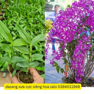 Denro dazang xưa hàng cây giống cao khỏe dể trồng dể hoa