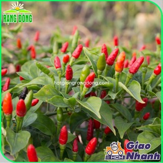 Hạt giống Ớt Xiêm Rừng siêu cay 377, trái say, trồng quanh năm